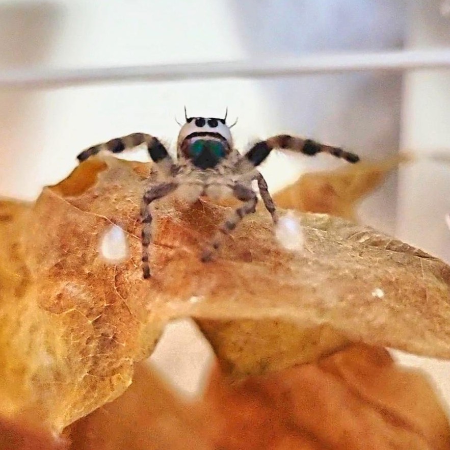 picture of ace waving their arms on a leaf