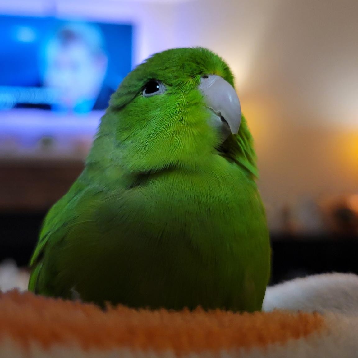 picture of greenbean looking up