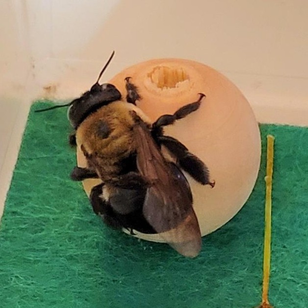 picture of schwoombee on a wooden ball
